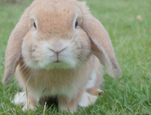 10 Tips For Looking After Rabbits